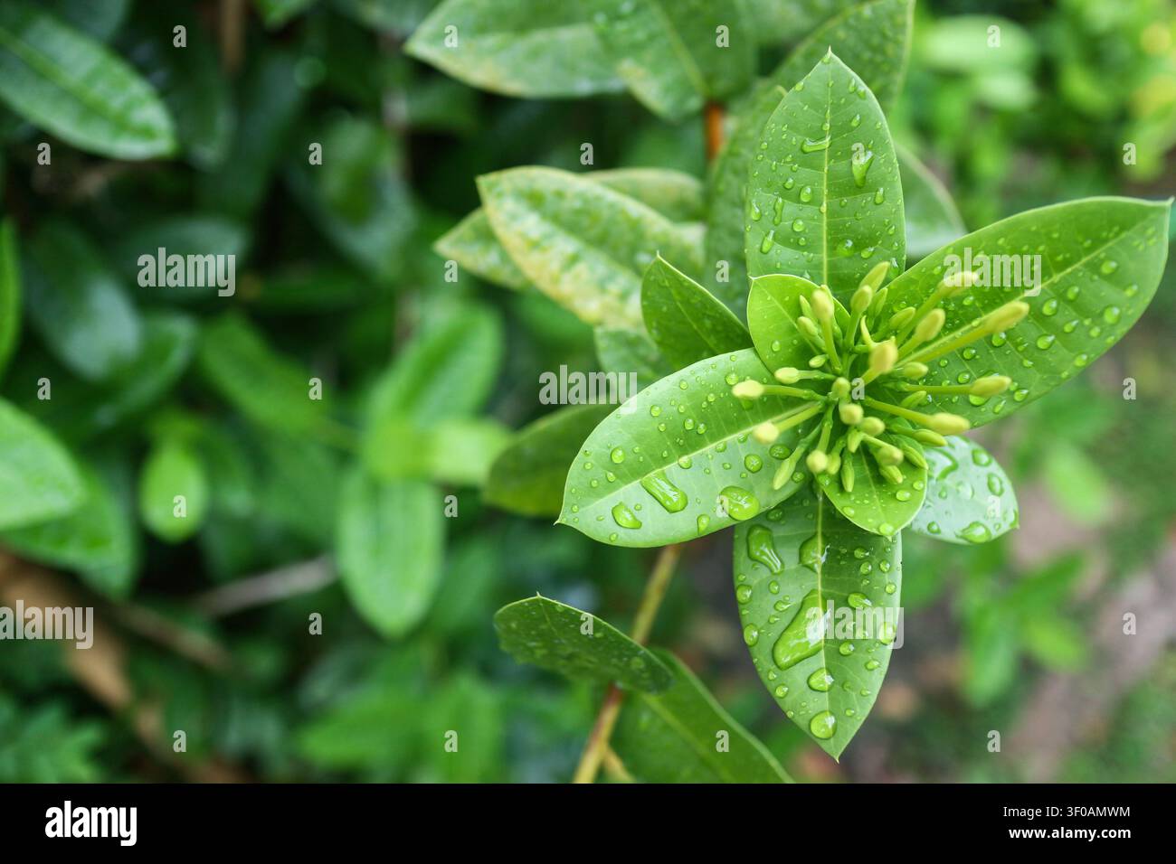 Une vue en contre-plongée de boutons de fleurs Ixora jaunes avec des gouttes d'eau sur des feuilles vertes après la pluie pour des publications éditoriales botaniques. Banque D'Images