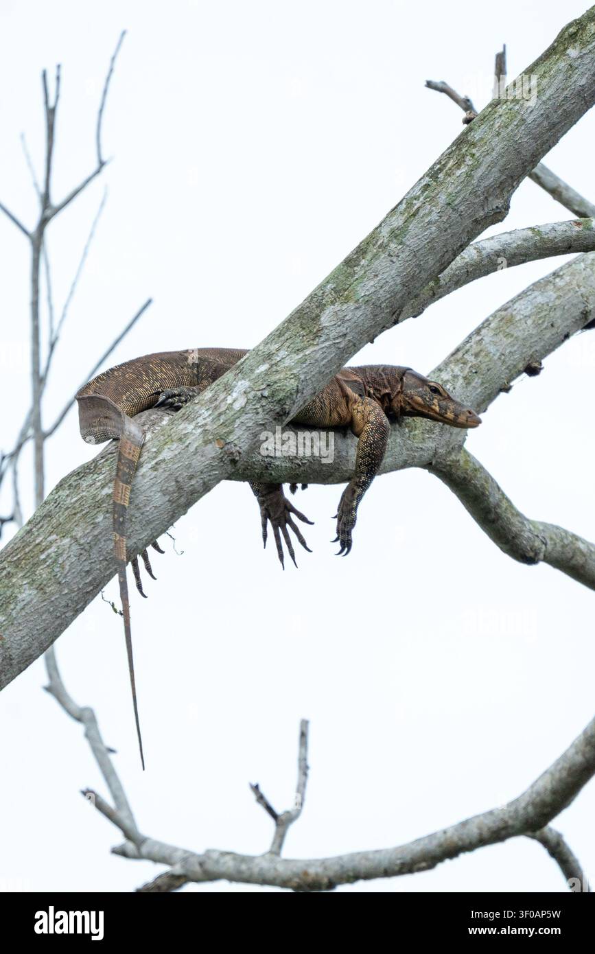 Un lézard moniteur d'Asie sauvage (Varanus salvator) repose paisiblement sur une branche épaisse et texturée contre un ciel clair et lumineux, montrant sa nat Banque D'Images