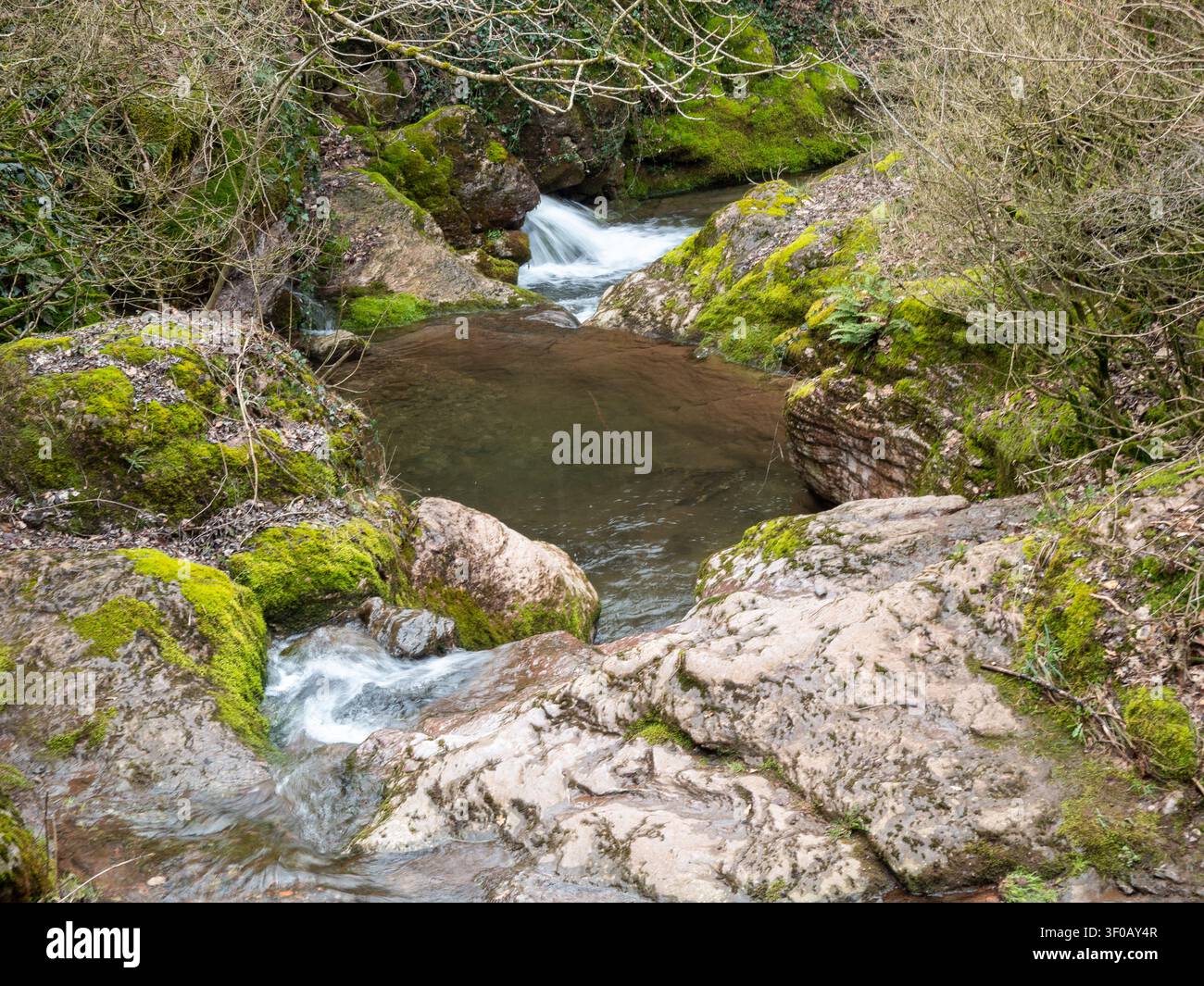 Une scène naturelle sereine mettant en vedette un ruisseau de montagne clair avec de petites cascades et des bassins de pierre. Les berges sont couvertes de mousse verte vibrante et de végétation sauvage Banque D'Images