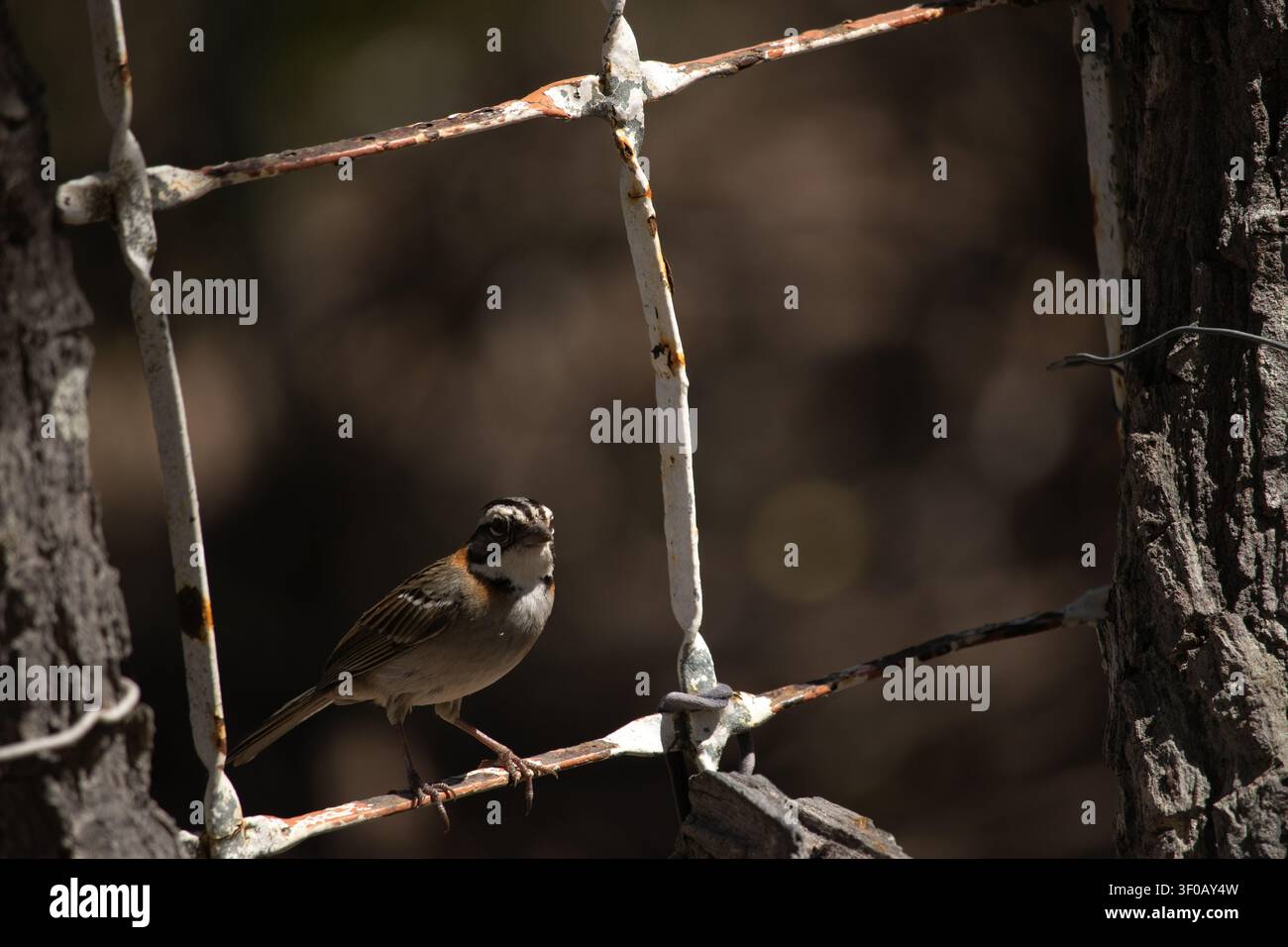 Tico tico. Le moineau à col roux est un oiseau de l'ordre des Passeriformes, famille des Passerellidae. Banque D'Images
