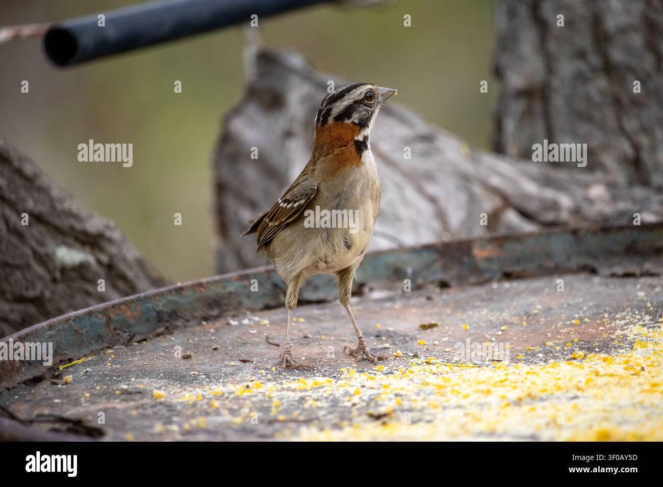 Tico tico. Le moineau à col roux est un oiseau de l'ordre des Passeriformes, famille des Passerellidae. Banque D'Images