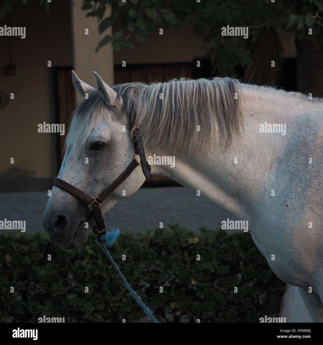 Un portrait en profil latéral net d'un beau cheval blanc ou gris portant un licol sombre avec une longe, debout à l'extérieur près d'un enclos d'écurie. Banque D'Images
