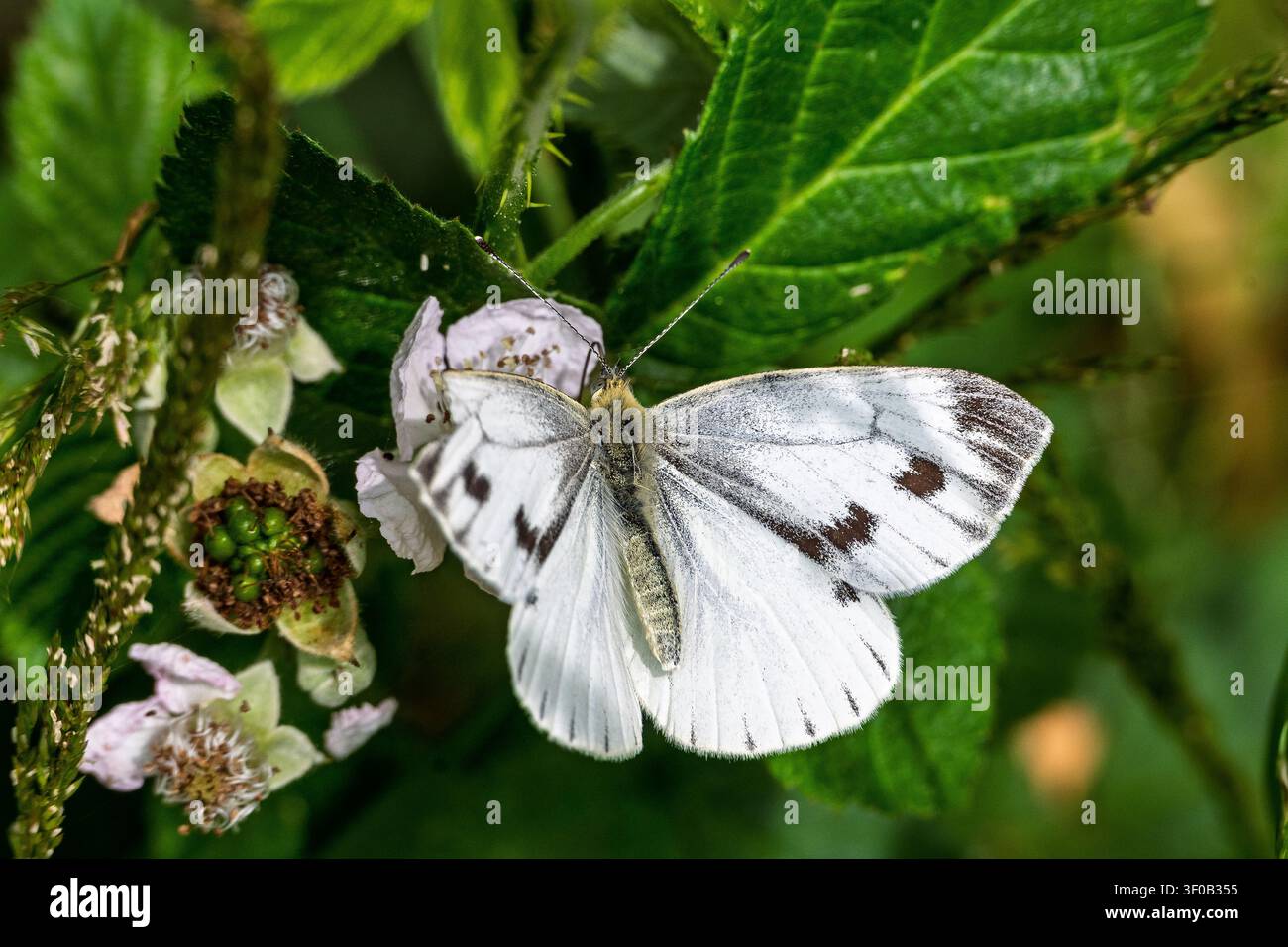 Un petit papillon blanc reposant sur une plante. Banque D'Images