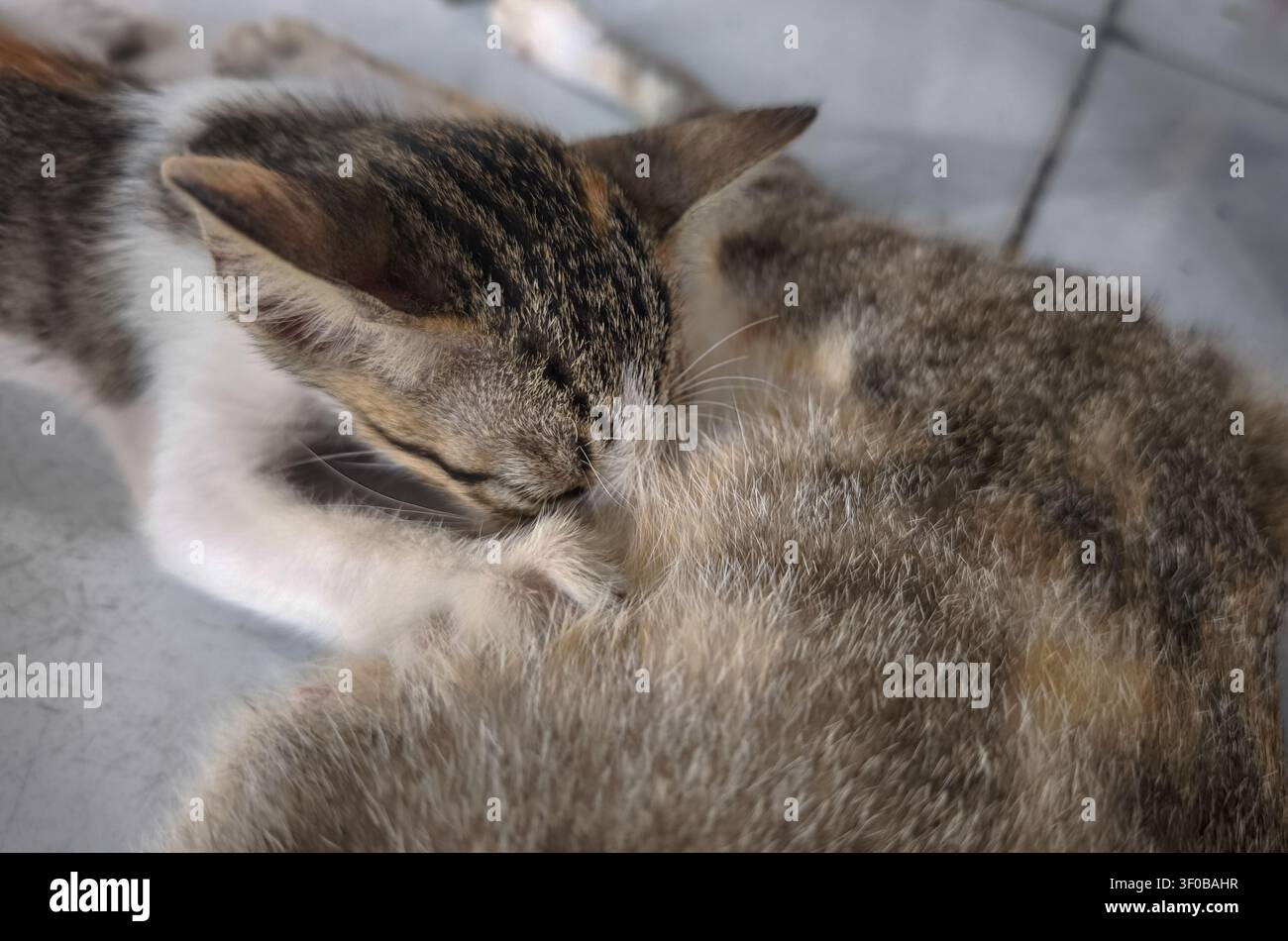 Mou-Mou mignon térant sa mère, gros plan, moment de lien naturel, concept de famille de chats domestiques et de soins maternels Banque D'Images