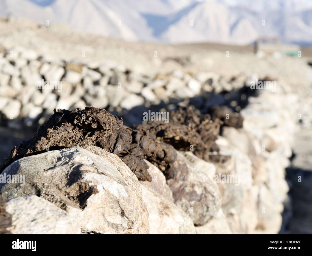 Séchage de fumier de yak sur le mur dans le village de haute altitude, utilisé comme biocarburant dans le Ladakh, Inde. Banque D'Images