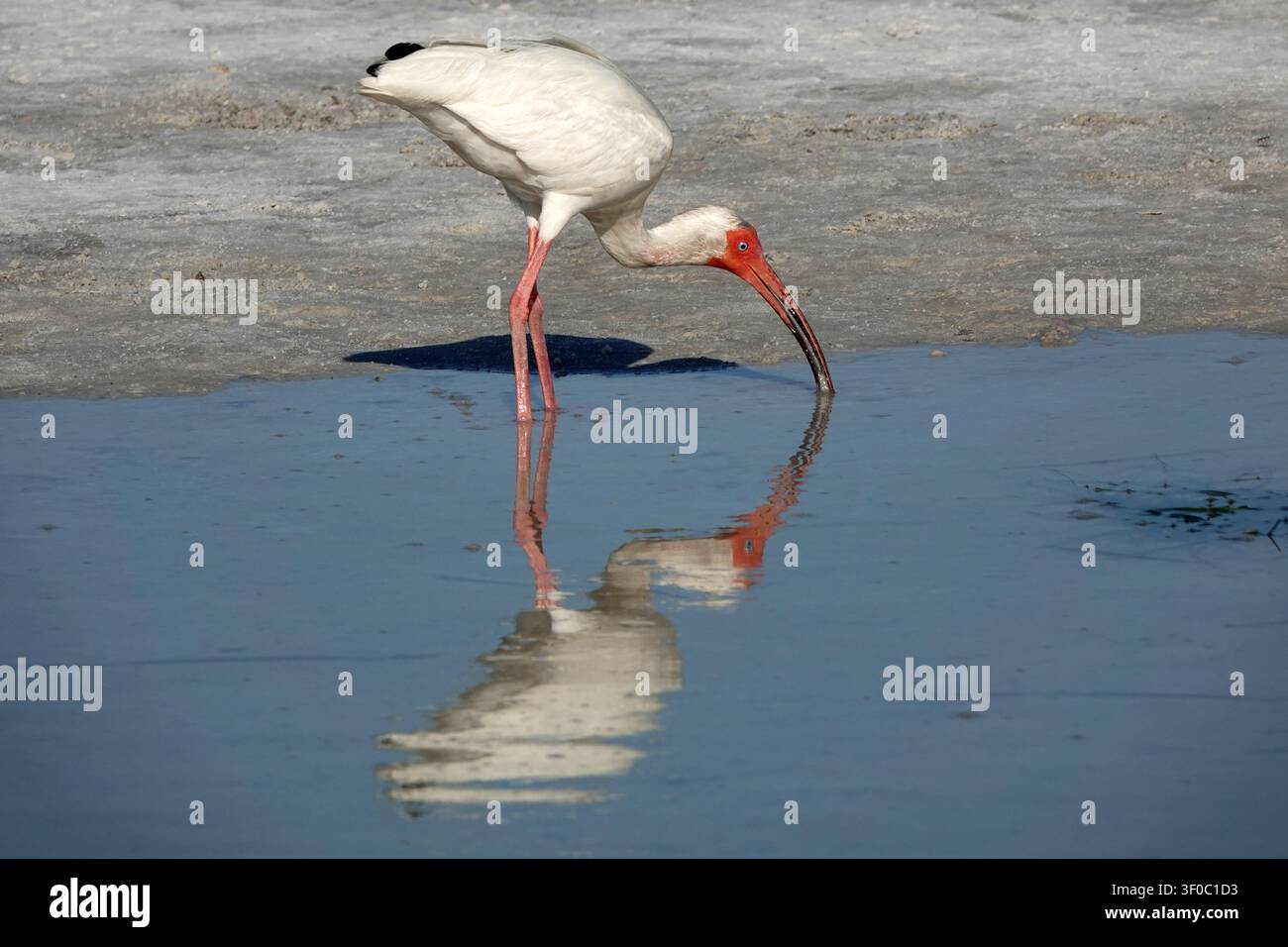 Ibis blanc d'Amérique (Eudocimus albus) cherchant de la nourriture dans une eau peu profonde. L'oiseau présente un plumage blanc avec un visage rouge distinct et un long bec courbé. Banque D'Images