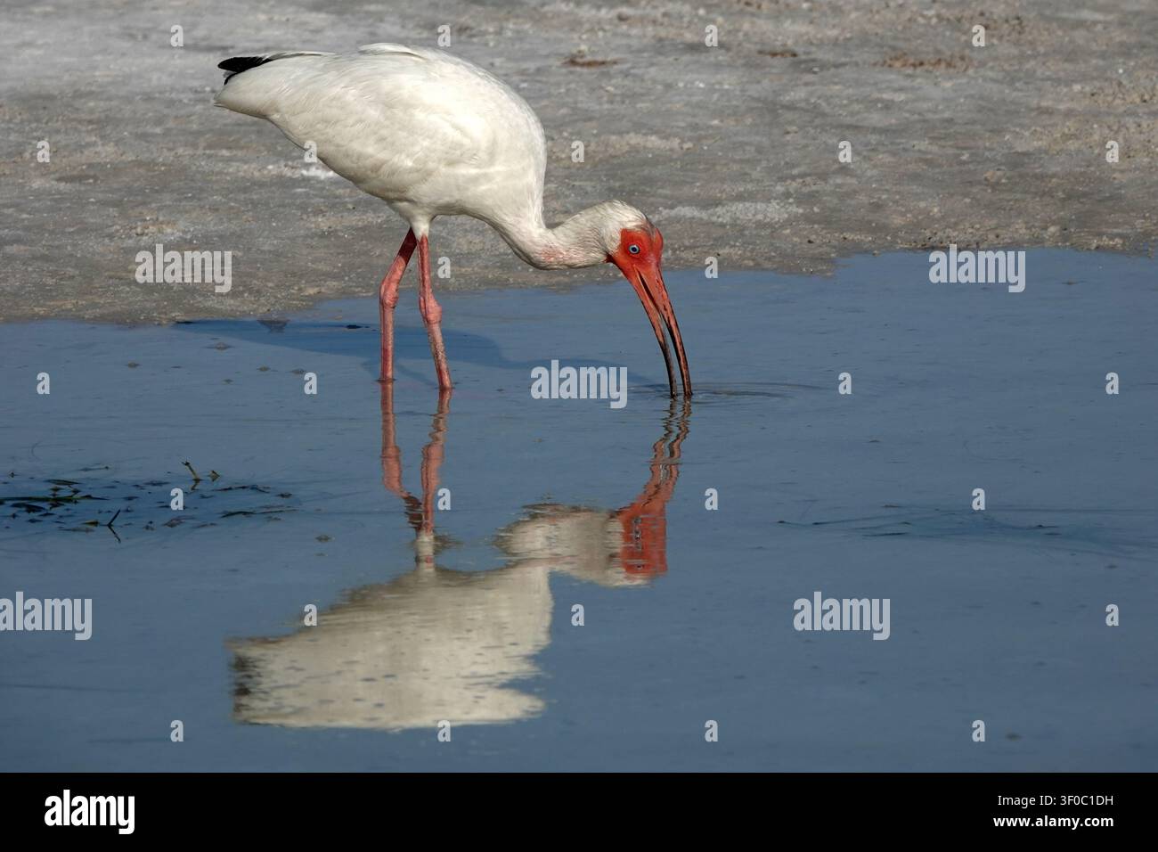 Ibis blanc d'Amérique (Eudocimus albus) cherchant de la nourriture dans une eau peu profonde. L'oiseau présente un plumage blanc avec un visage rouge distinct et un long bec courbé. Banque D'Images