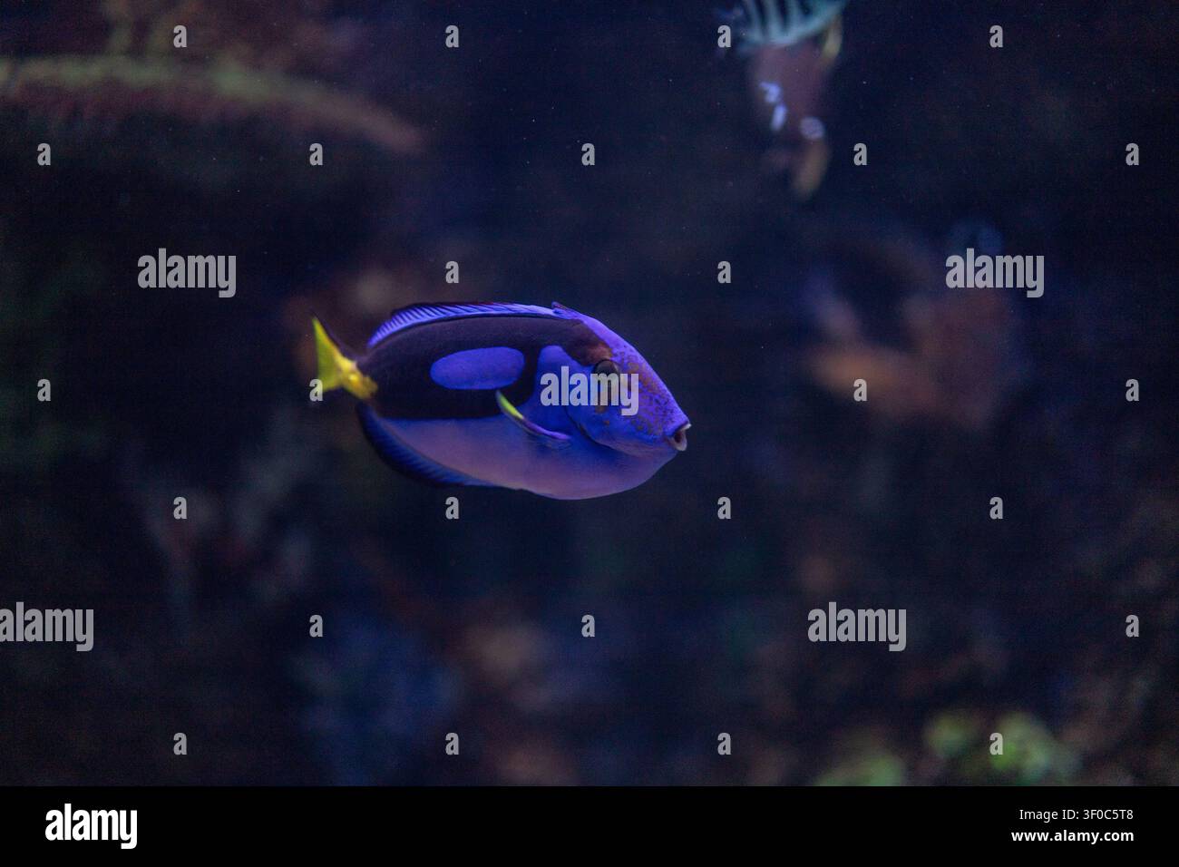 Poisson chirurgien bleu royal nageant sous l'eau devant un fond d'aquarium de récif corallien tropical profond et sombre Banque D'Images