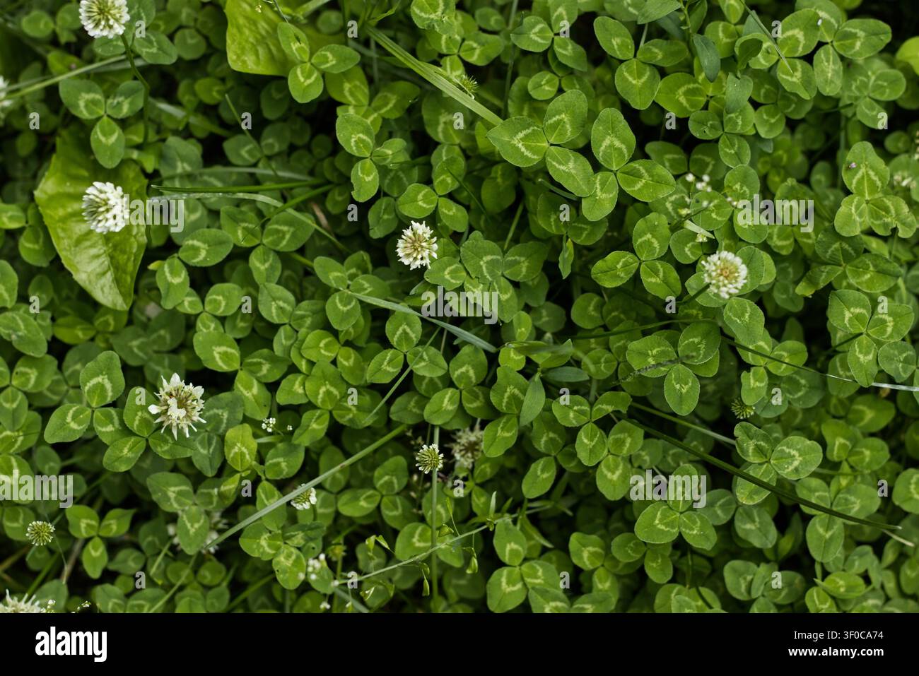 Trèfle vert avec des fleurs blanches vu de dessus Banque D'Images