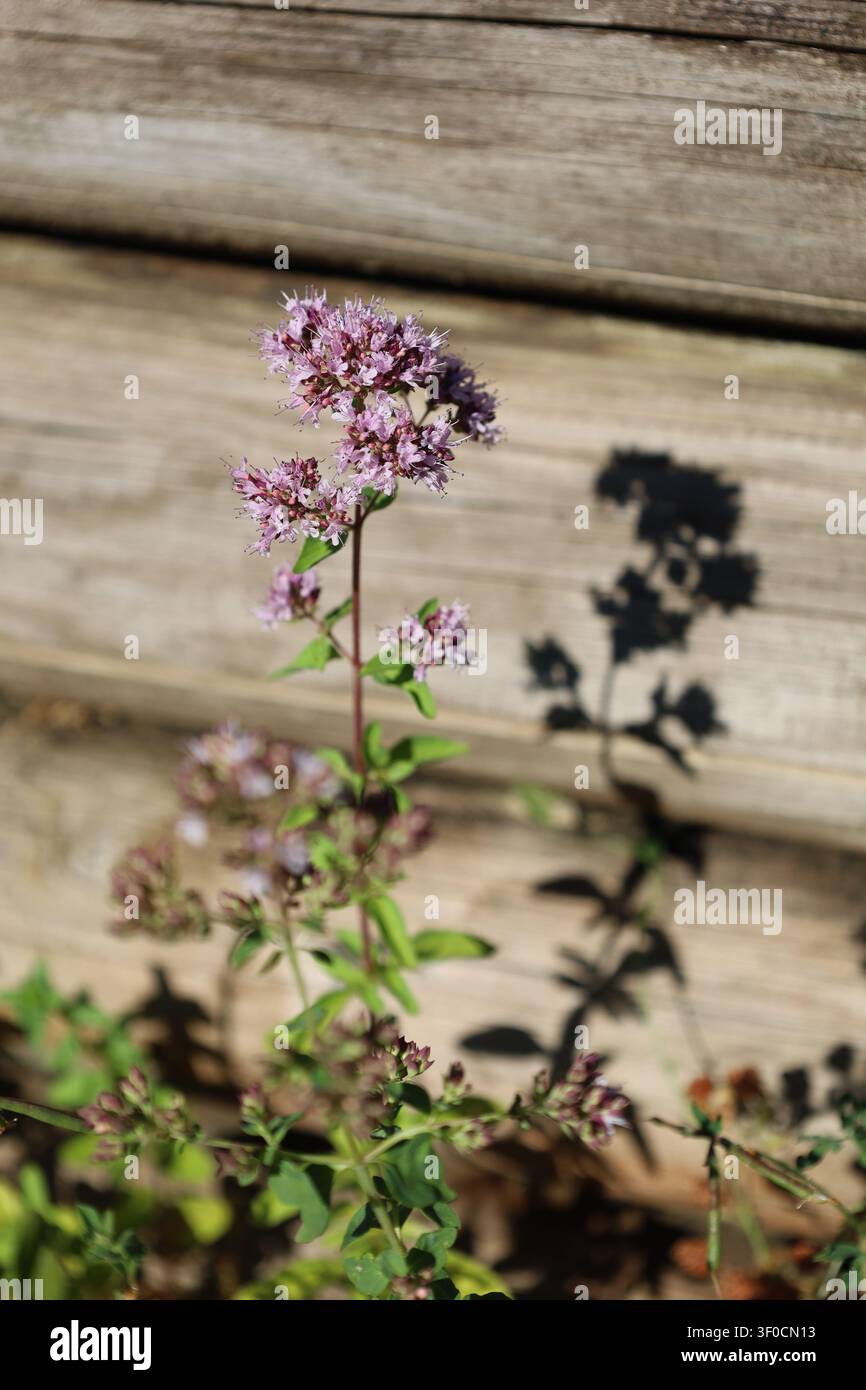 Orgeano en fleurs dans le jardin d'été Banque D'Images