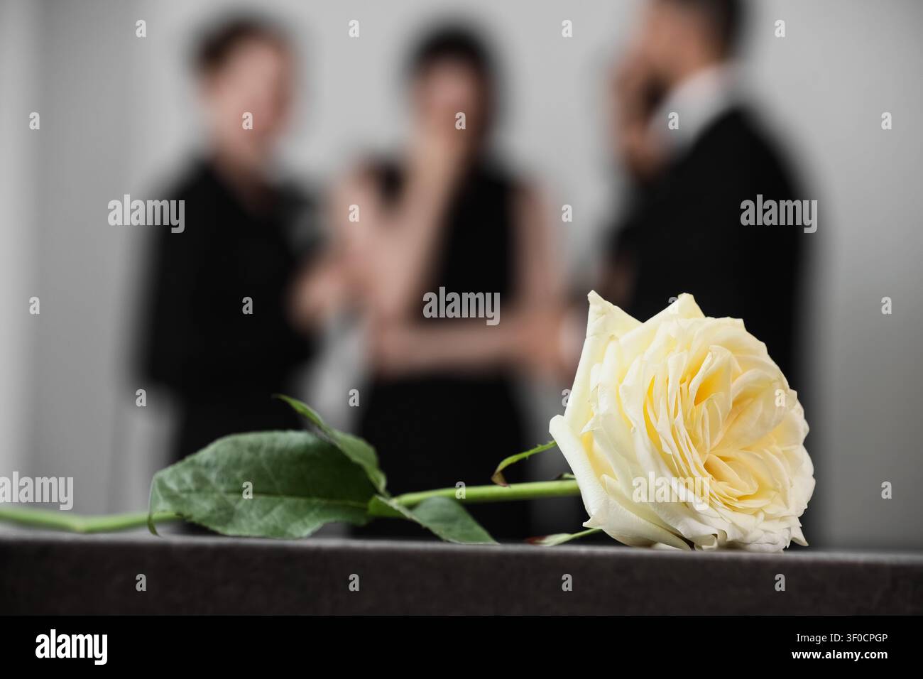 Rose blanche sur une surface avec des deuils flous en arrière-plan Banque D'Images