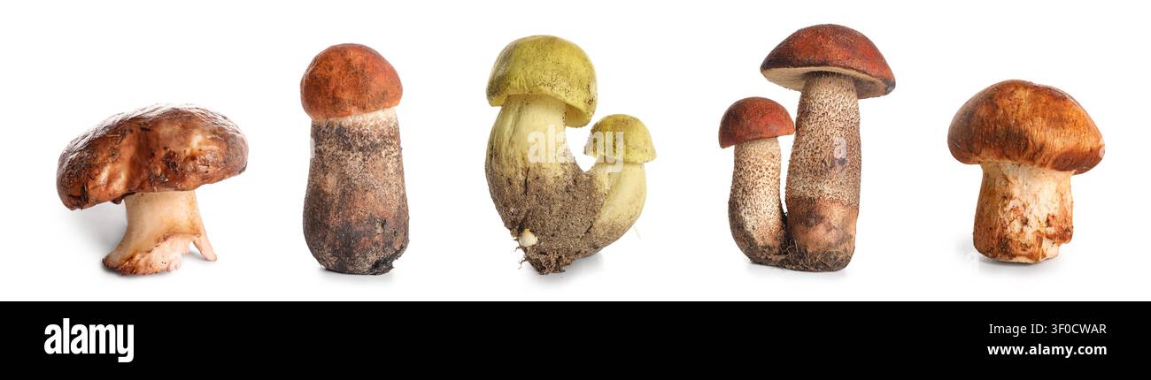 Divers champignons sauvages isolés sur fond blanc Banque D'Images