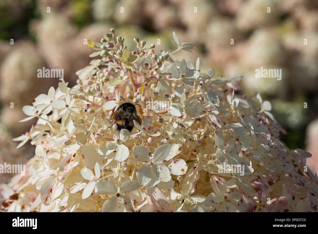 Bourdon pollinisant une tête de fleur d’hydrangéra paniculata blanche dans un cadre de jardin ensoleillé en été Banque D'Images