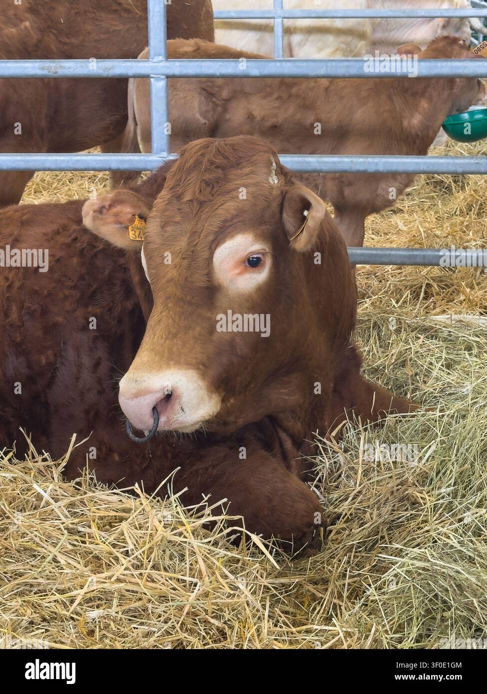 Taureau Limousin brun avec anneau nasal allongé sur la paille dans un enclos de ferme - Image de stock capturée avec un smartphone