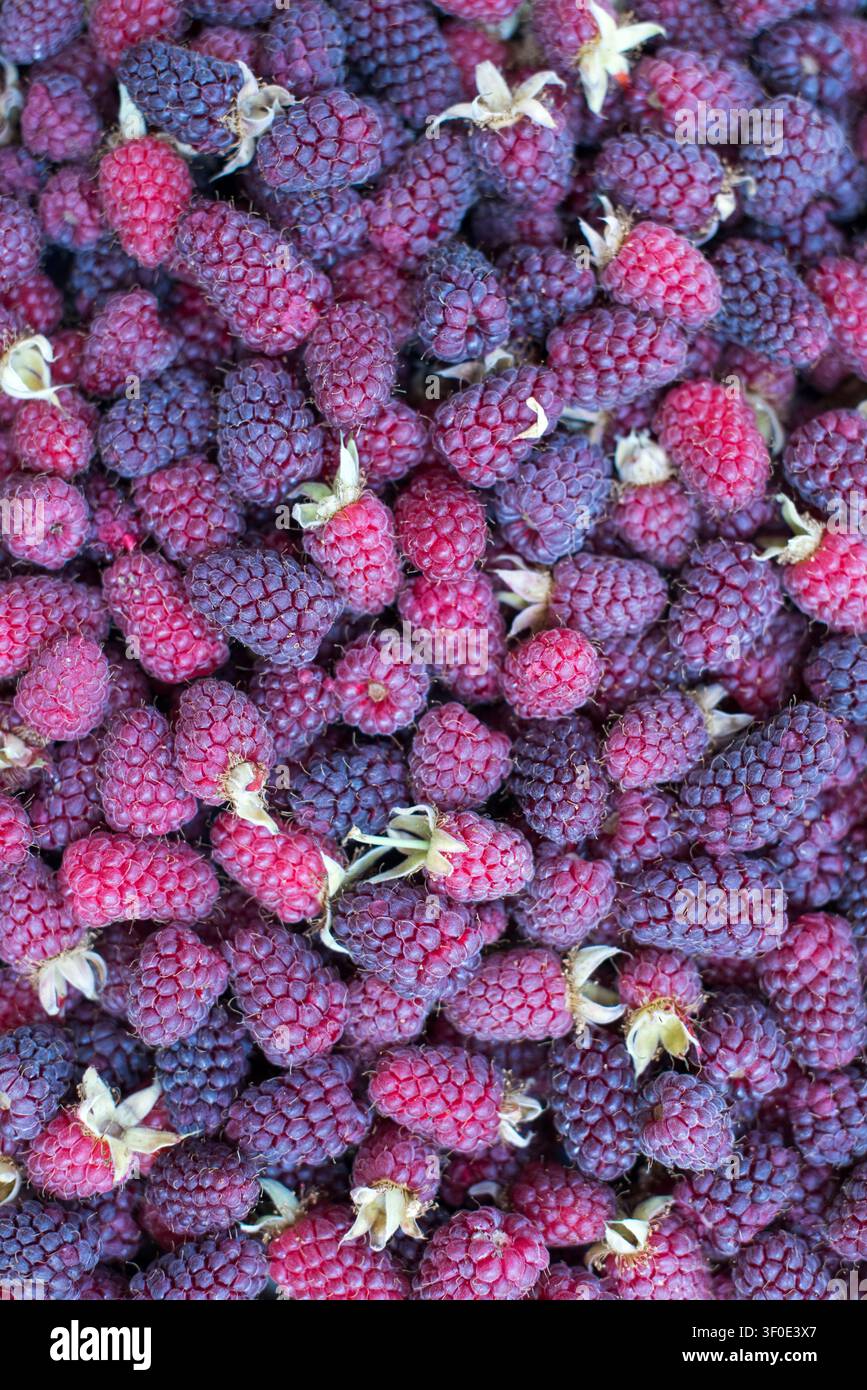 Photographie verticale en plein cadre de framboises mûres fraîchement cueillies vues de dessus. Les baies rouge vif créent une texture naturelle riche, parfaite pour foo Banque D'Images