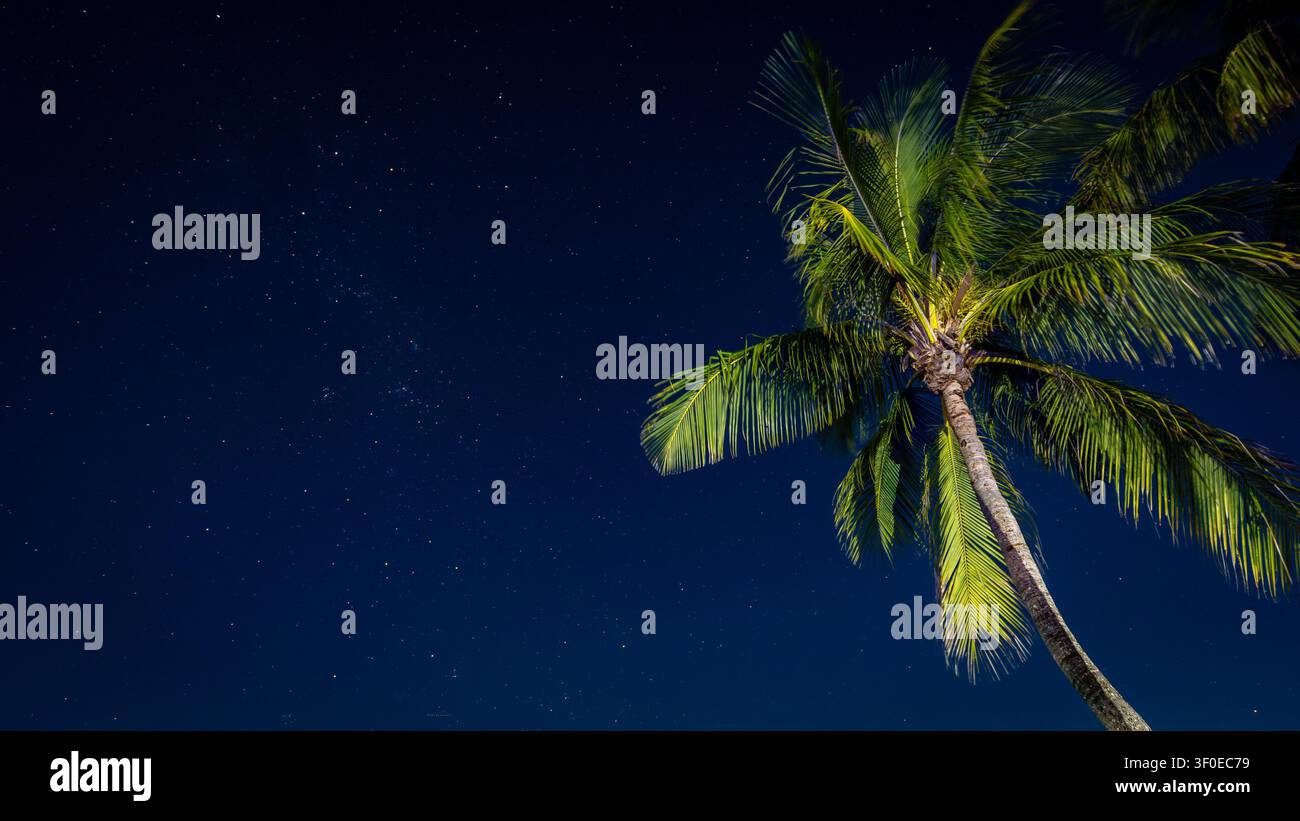Palmier la nuit avec le ciel étoilé en arrière-plan Banque D'Images
