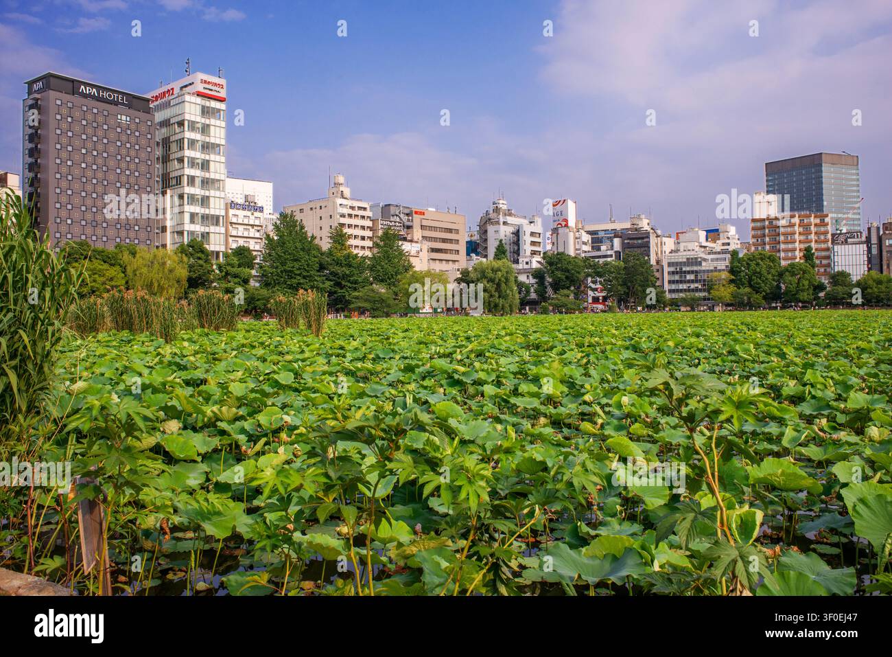 Étang Shinobazu dans le parc Ueno, ville de Taito, Tokyo, Japon. Les vastes eaux couvertes de lotus de l'étang Shinobazu créent un arrière-plan naturel frappant contre t Banque D'Images