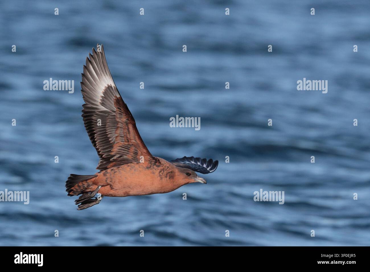 Sterneur chilien (Stercorarius chilensis) oiseau solitaire en vol au-dessus du détroit de Beagle, près d'Ushuaia, Argentine Banque D'Images