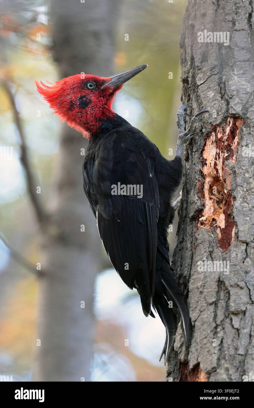 Photo verticale d'un Pic de Magellan adulte mâle (Campephilus magellanicus) sur un arbre près d'Ushuaia, Terre de Feu, Argentine Banque D'Images