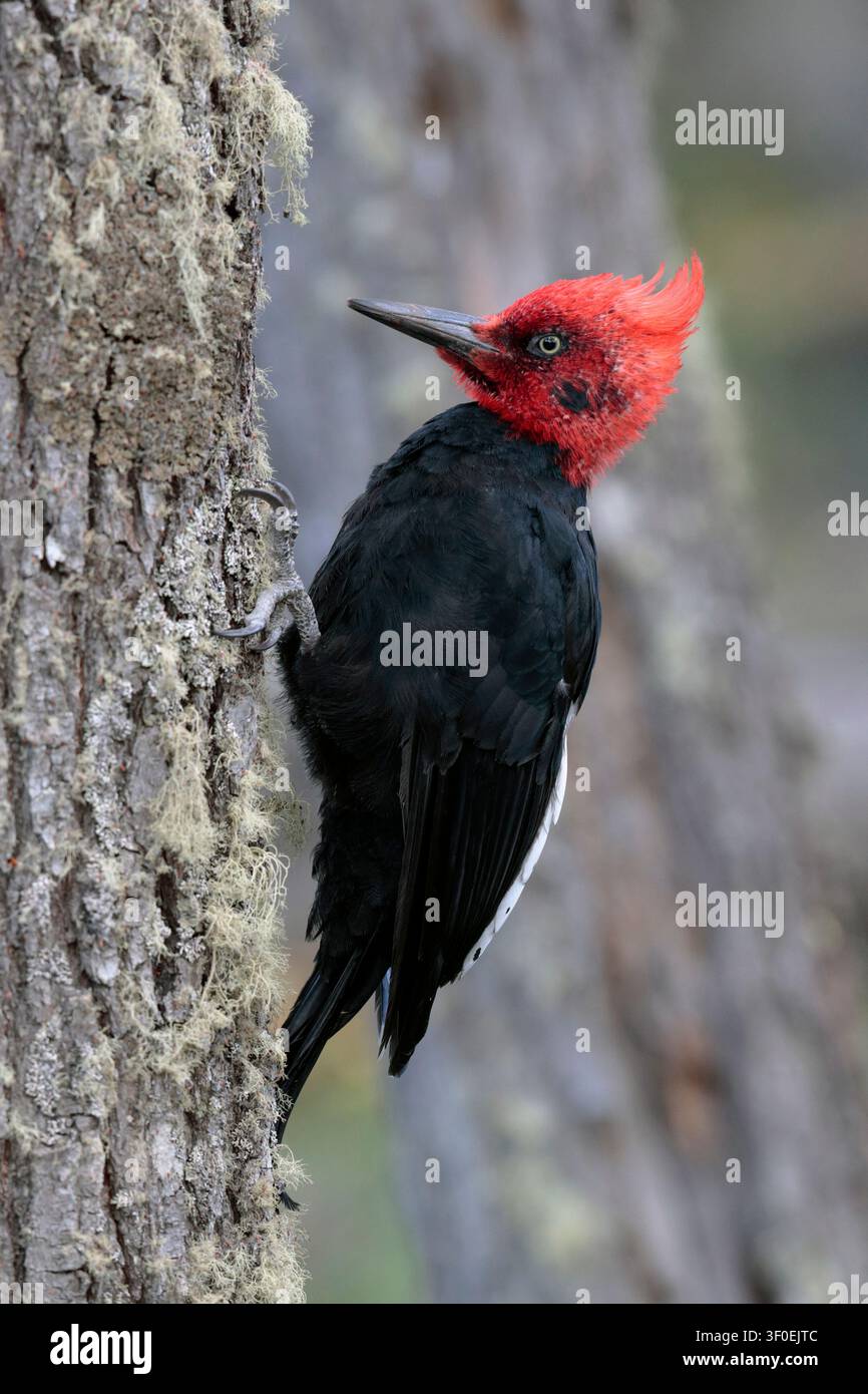 Photo verticale d'un Pic de Magellan adulte mâle (Campephilus magellanicus) sur un arbre près d'Ushuaia, Terre de Feu, Argentine Banque D'Images