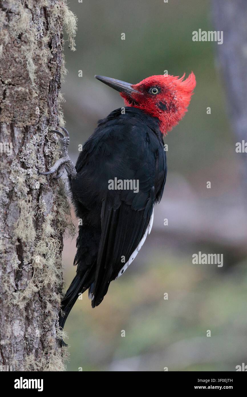 Photo verticale d'un Pic de Magellan adulte mâle (Campephilus magellanicus) sur un arbre près d'Ushuaia, Terre de Feu, Argentine Banque D'Images