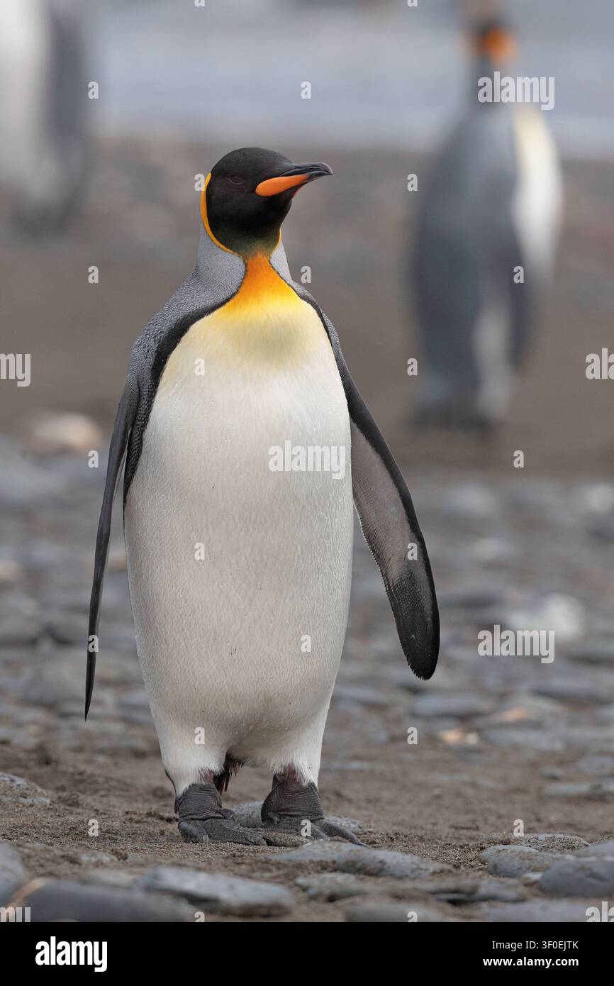 Manchot roi (Aptenodytes patagonica), oiseau unique, Géorgie du Sud, territoire britannique d'outre-mer, océan Atlantique sud Banque D'Images