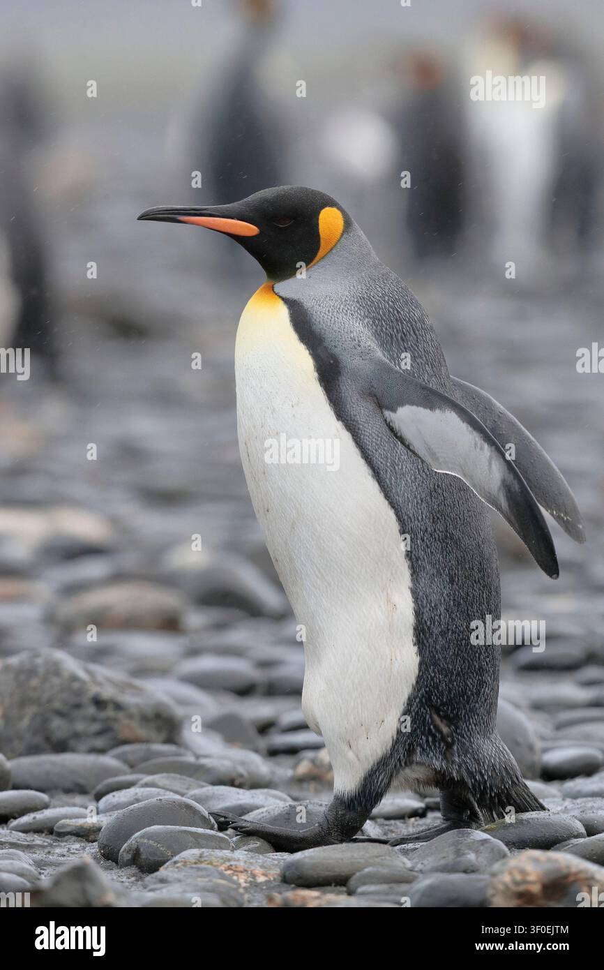 Manchot roi (Aptenodytes patagonica), oiseau unique, Géorgie du Sud, territoire britannique d'outre-mer, océan Atlantique sud Banque D'Images