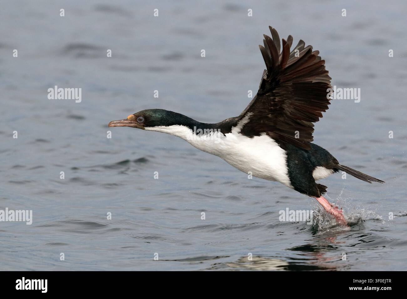 Cormoran impérial (Phalcrocorax atriceps) oiseau solitaire en vol au décollage au-dessus du détroit de Beagle, près d'Ushuaia, Argentine Banque D'Images