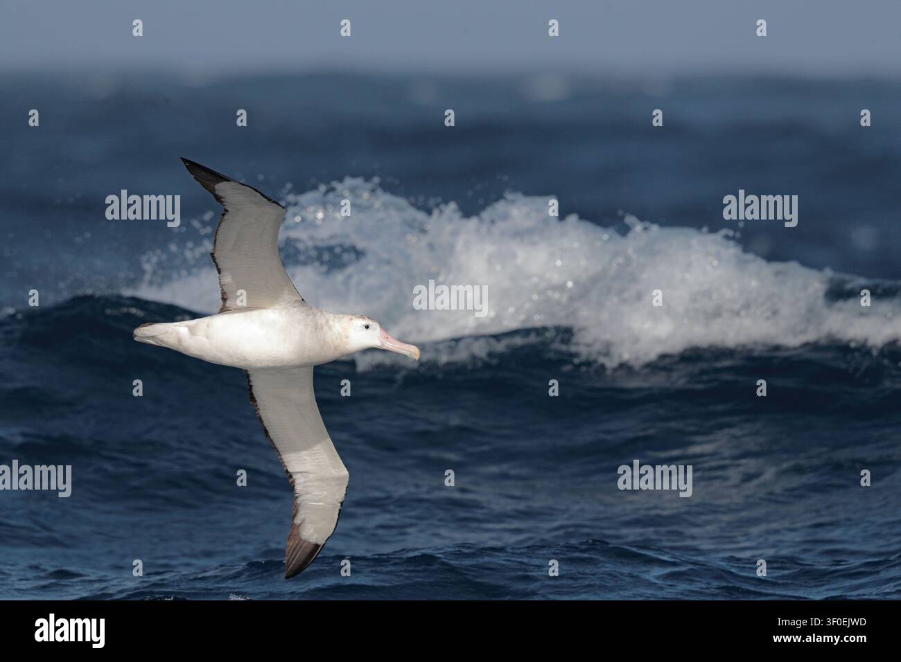 Albatros hurleur (Diomedea exulans), adulte unique en vol, vue ventrale, avec l'océan Atlantique Sud écumant en arrière-plan Banque D'Images