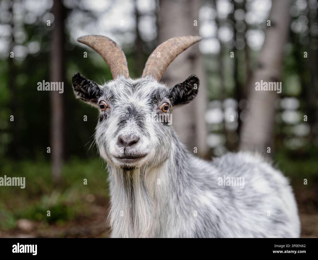 Chèvre domestique grise et blanche aux cornes courbées debout dans une forêt du nord de la Suède. Banque D'Images