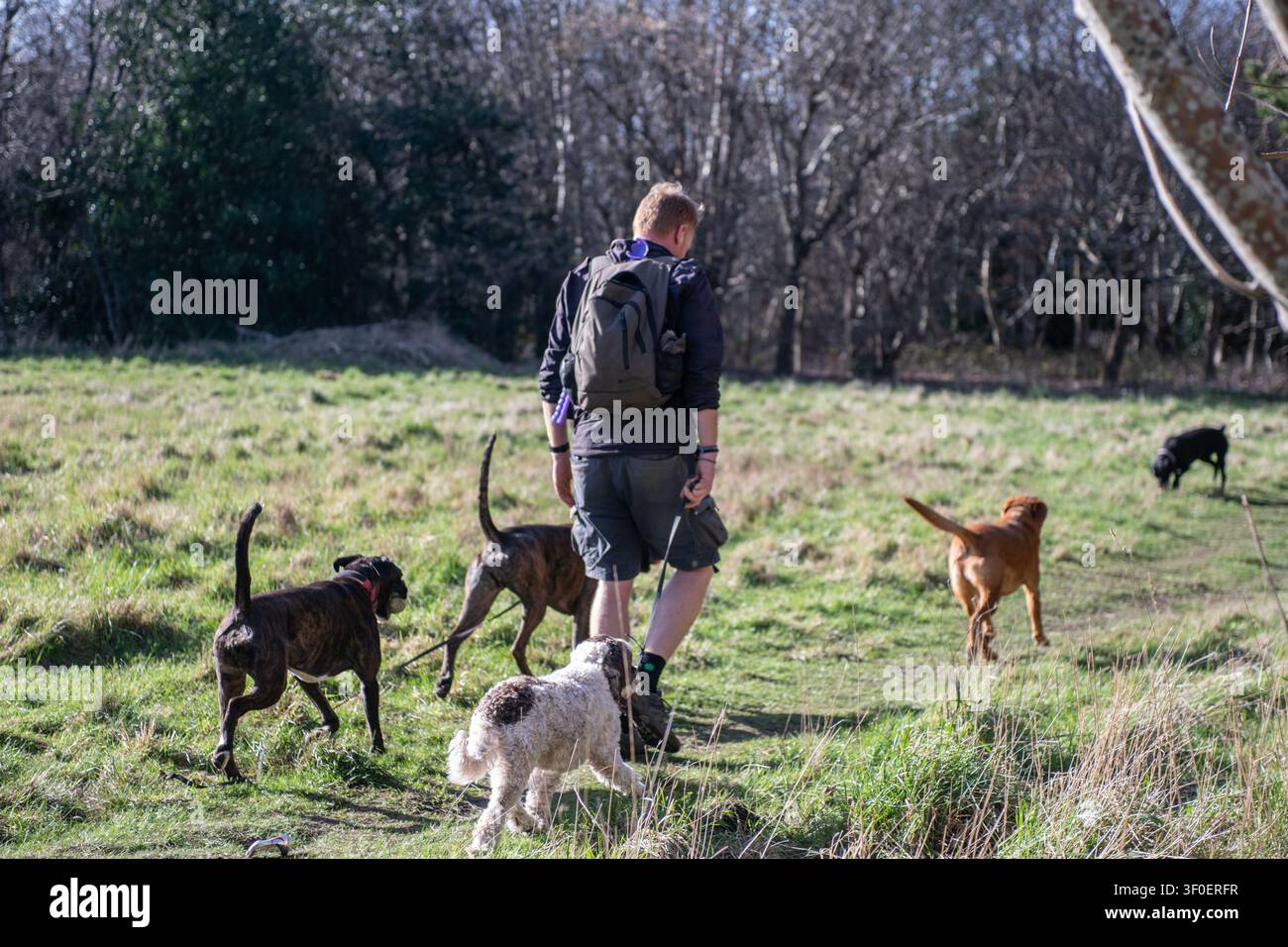 Promeneur de chiens professionnel à Craigmiller Park, Édimbourg, Écosse Banque D'Images