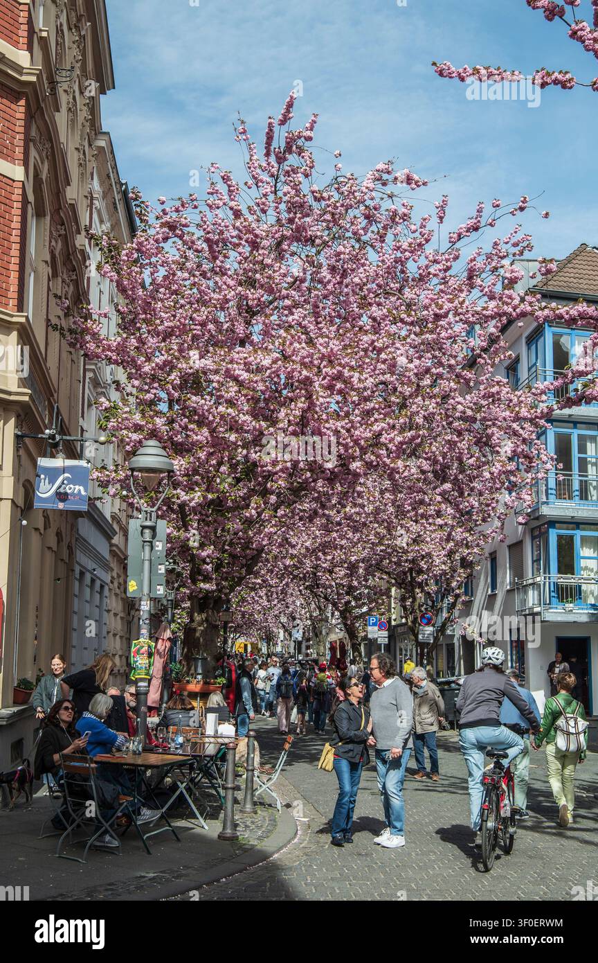 Les fleurs de cerisier japonaises forment un tunnel Banque D'Images