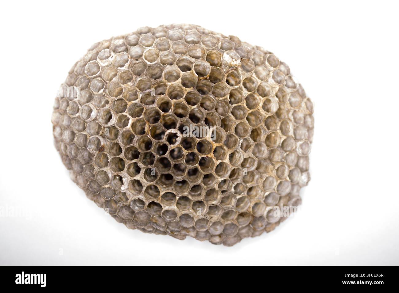 Nid vide d'une guêpe des champs (Polistes dominula), également connue sous le nom de guêpe des champs française ou gauloise Banque D'Images