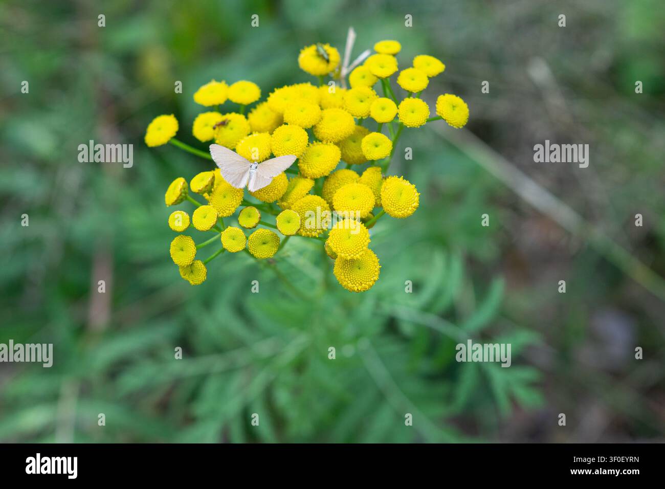 Petit papillon lumineux posé sur une fleur de tanaisie Banque D'Images