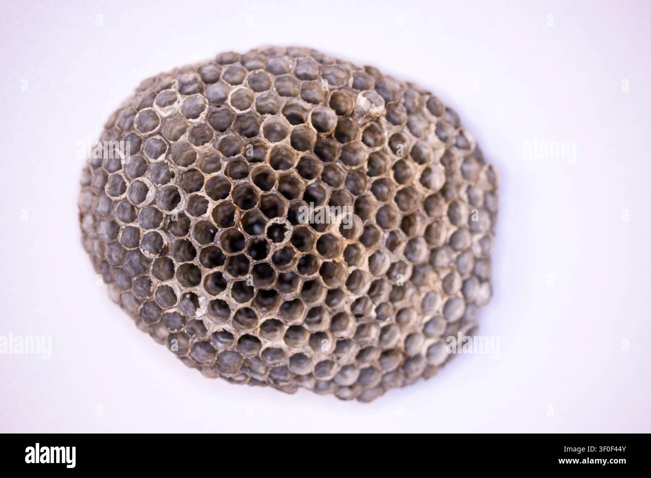 Nid vide d'une guêpe papier européenne (Polistes dominula) Banque D'Images