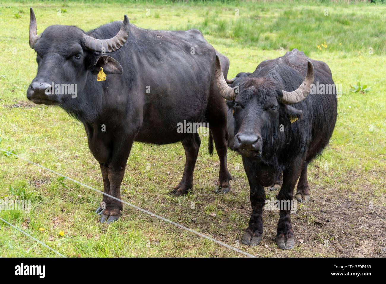Buffle d'eau debout sur un pâturage vert, Wieck, Mecklembourg-Poméranie-Occidentale, Allemagne Banque D'Images