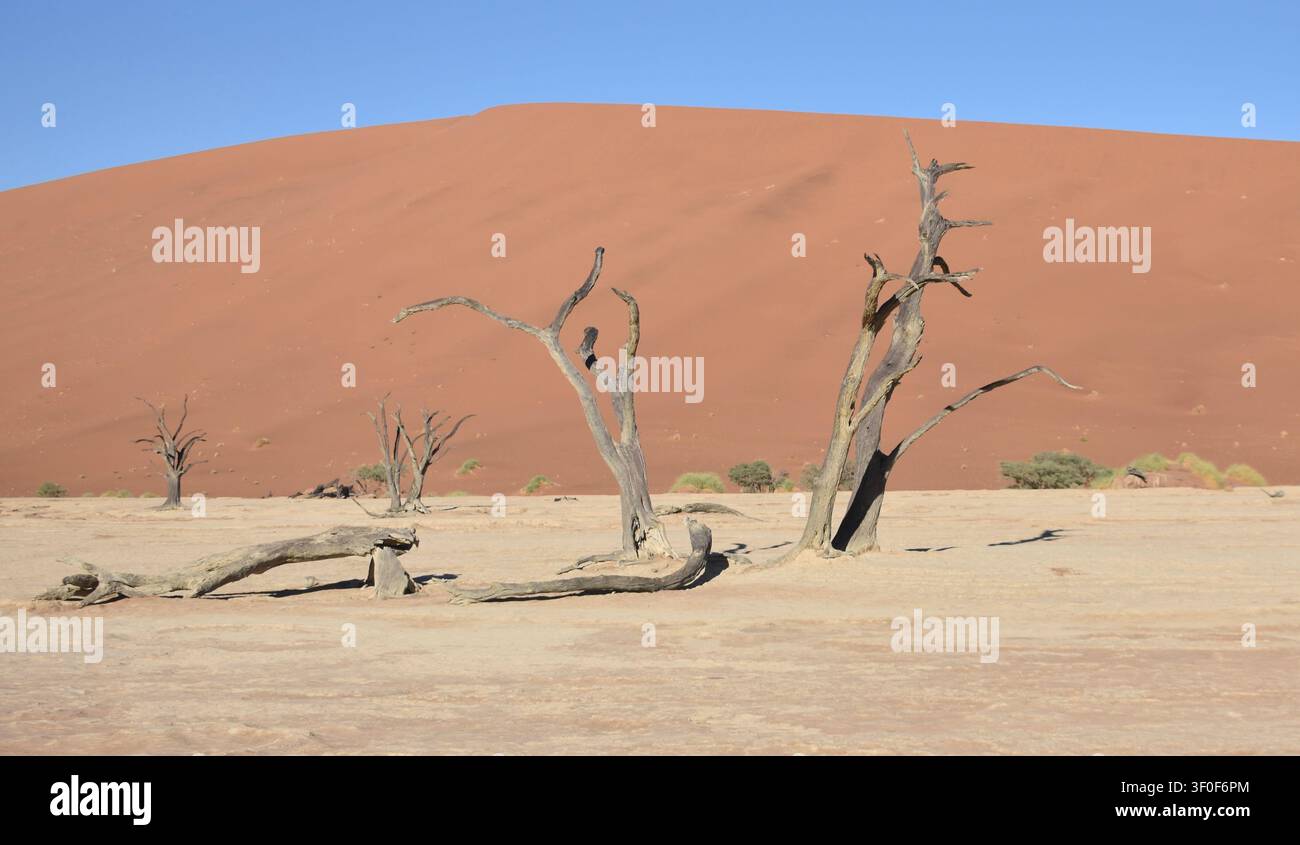 Certains des arbres pétrifiés des marais salants de Deadvlei dans le désert du Namib en Namibie Banque D'Images