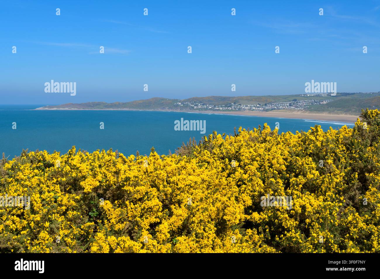 Ajonc commun (Ulex europaeus) en fleurs sur la côte du nord du Devon avec Morte Bay et Woolacombe au loin, Angleterre. Banque D'Images