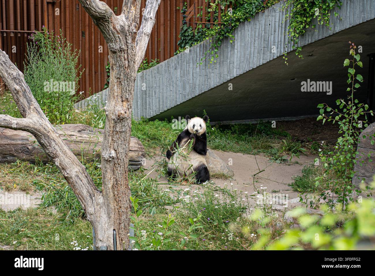Copenhague, Danemark - 16 juillet 2022 : Un panda mangeant du bambou dans la zone extérieure du zoo de Copenhague Banque D'Images