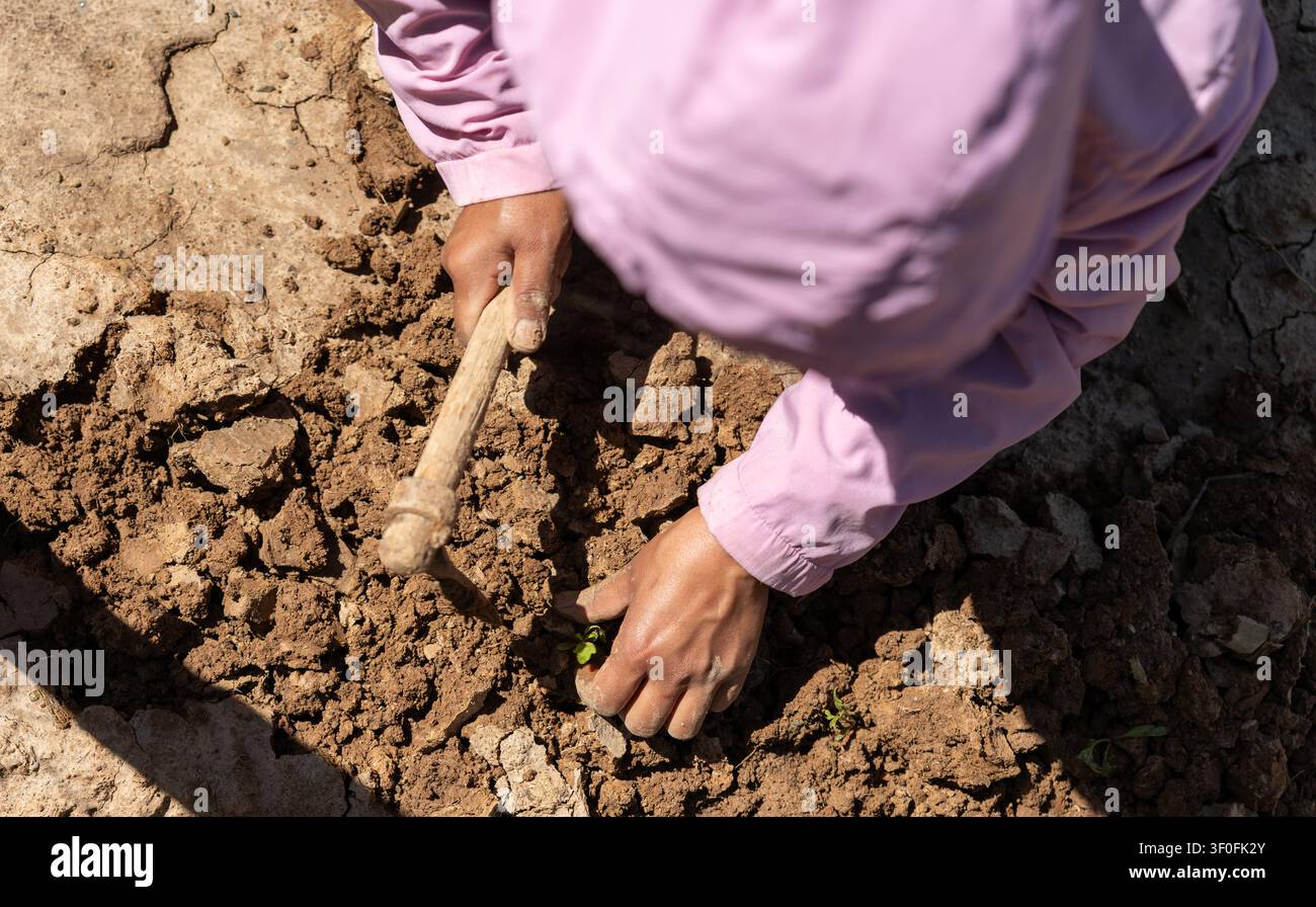 Un plan rapproché en contre-plongée capturant les mains d'une jeune agricultrice utilisant une houe traditionnelle pour cultiver soigneusement le sol sec. Banque D'Images