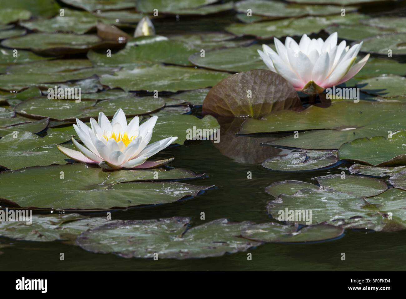 Nymphaea alba, Nymphaea alba, Nymphaea alba, White Water Lily, White Water Lily, White Lotus, Nénuphar, Plante à feuilles flottantes, Plante à feuilles flottantes Banque D'Images