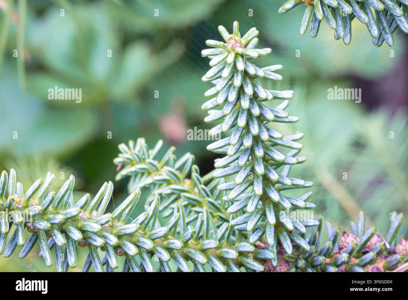 Branche de sapin vert frais en gros plan, mettant en valeur les aiguilles d'érable denses et rigides et la texture naturelle. Sapin espagnol ou Abies pinsapo. Banque D'Images
