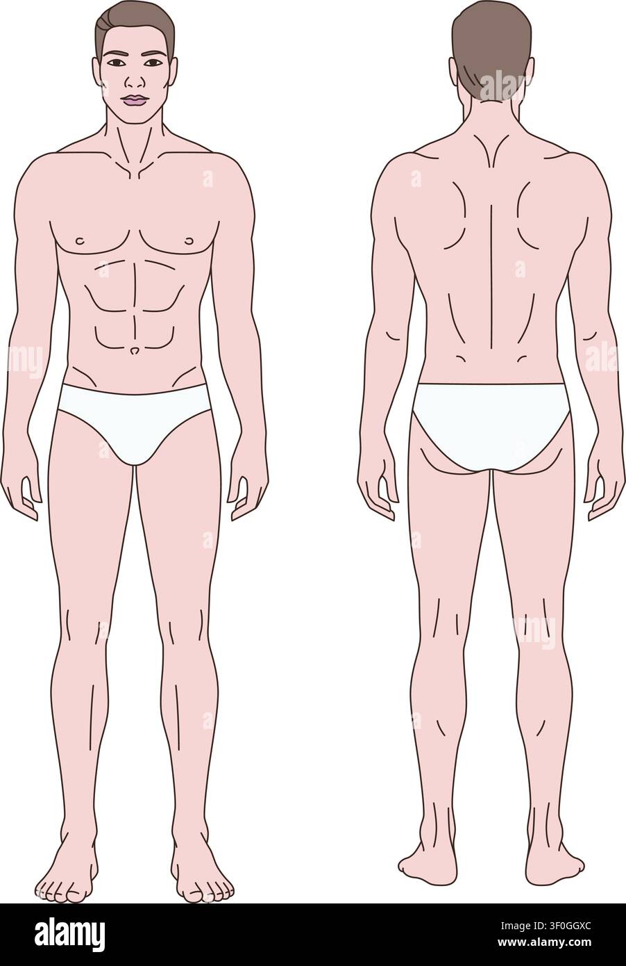 Modèle professionnel d'anatomie masculine présentant des vues avant et arrière avec un ton de peau clair. Illustration vectorielle propre conçue pour des usages médicaux et de santé Illustration de Vecteur