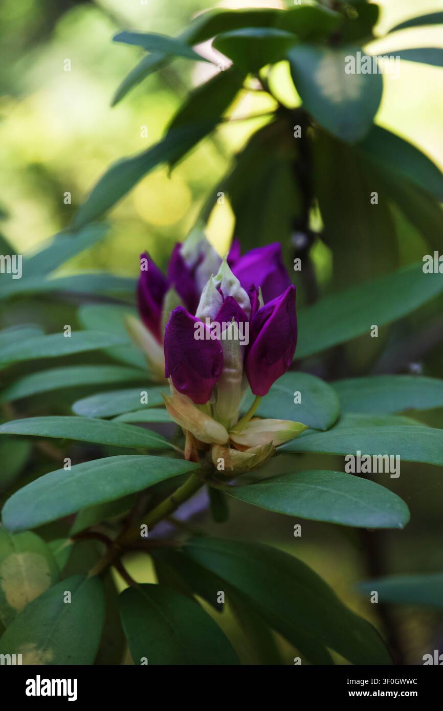 Plante de rhododendron violette au stade de la fleur en bouton. Banque D'Images
