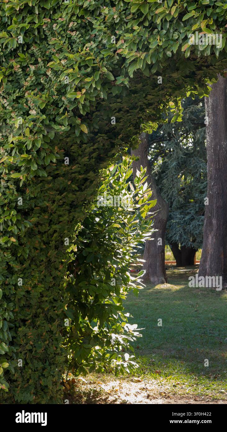 Arche de buisson vert naturel avec des arbres matures dans un parc paysagé Banque D'Images