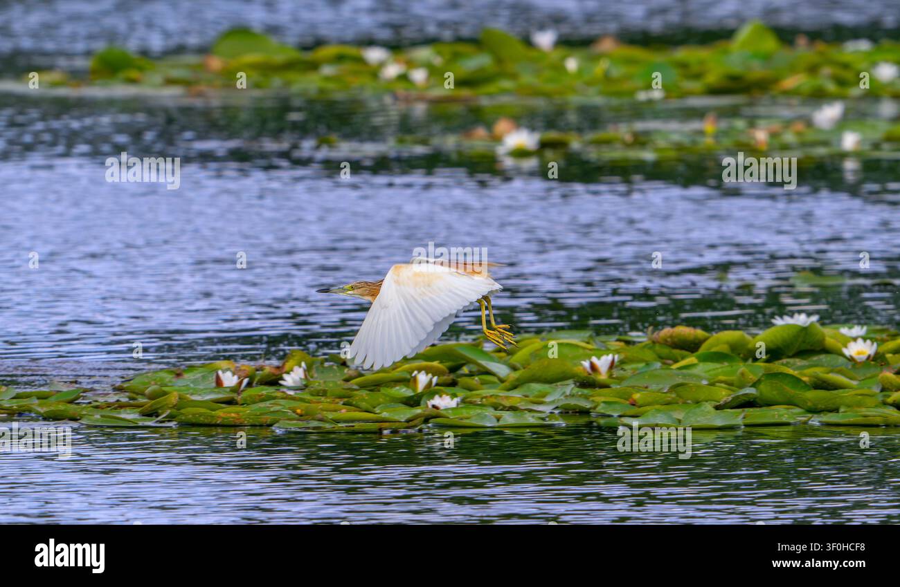 Héron Squacco (Ardeola ralloides) adulte en plumage de reproduction en vol, décollant d’un lac couvert de nénuphars en été Banque D'Images