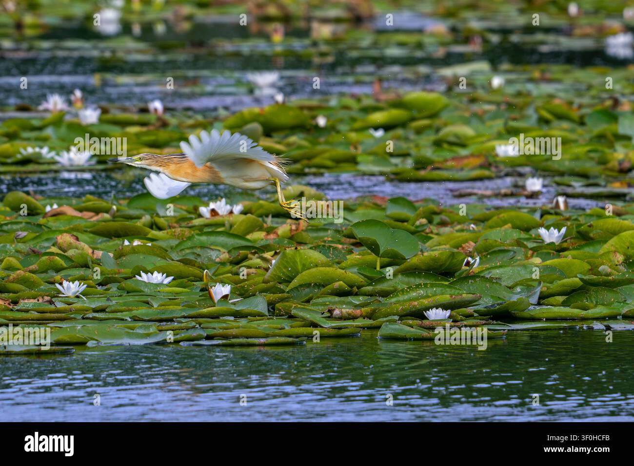 Héron Squacco (Ardeola ralloides) adulte en plumage de reproduction en vol, décollant d’un lac couvert de nénuphars en été Banque D'Images