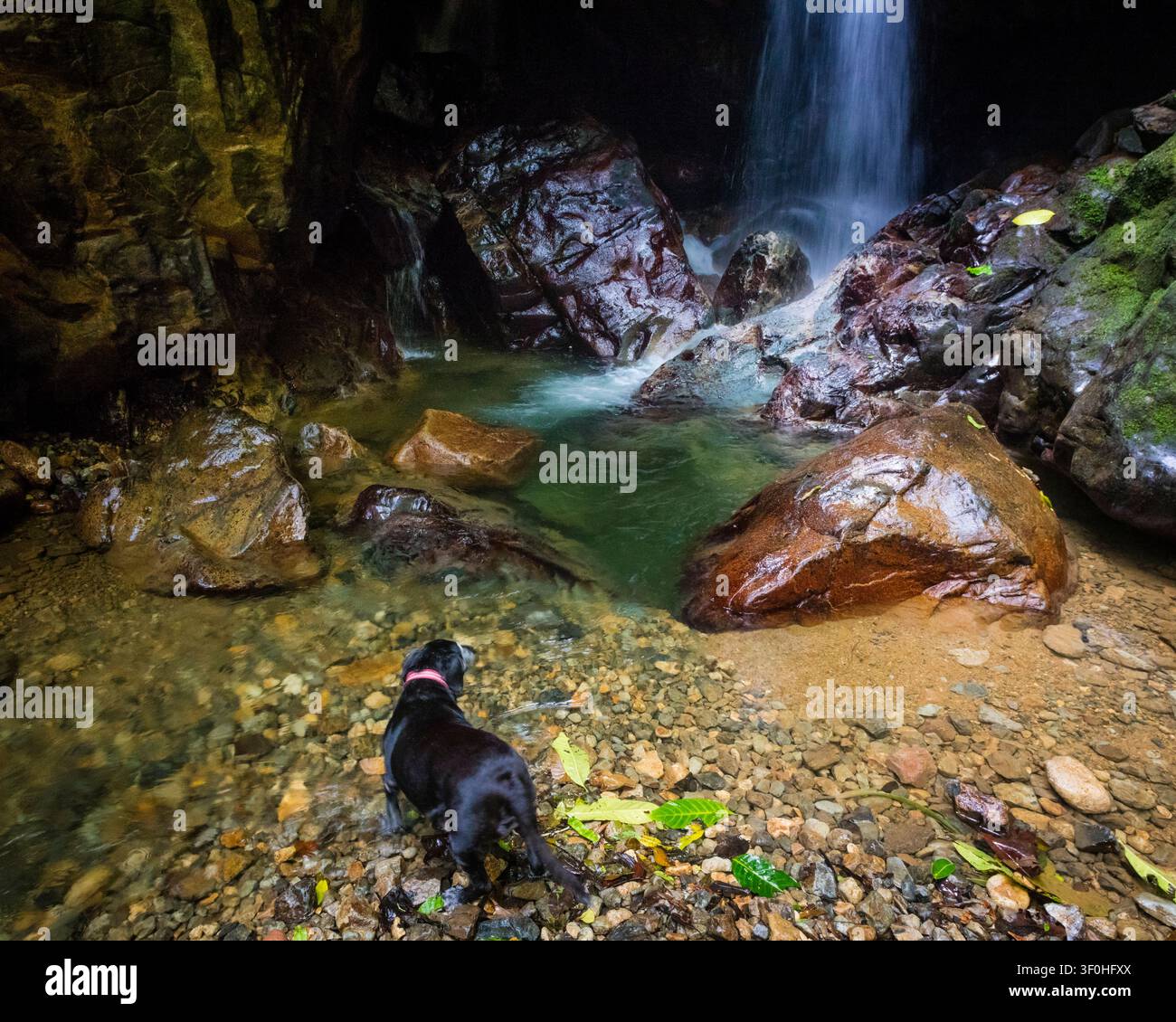 Un chien aux magnifiques chutes de Chorro las Yayas à El Barrigon, El Cope, province de Cocle, République du Panama, Amérique centrale. Banque D'Images