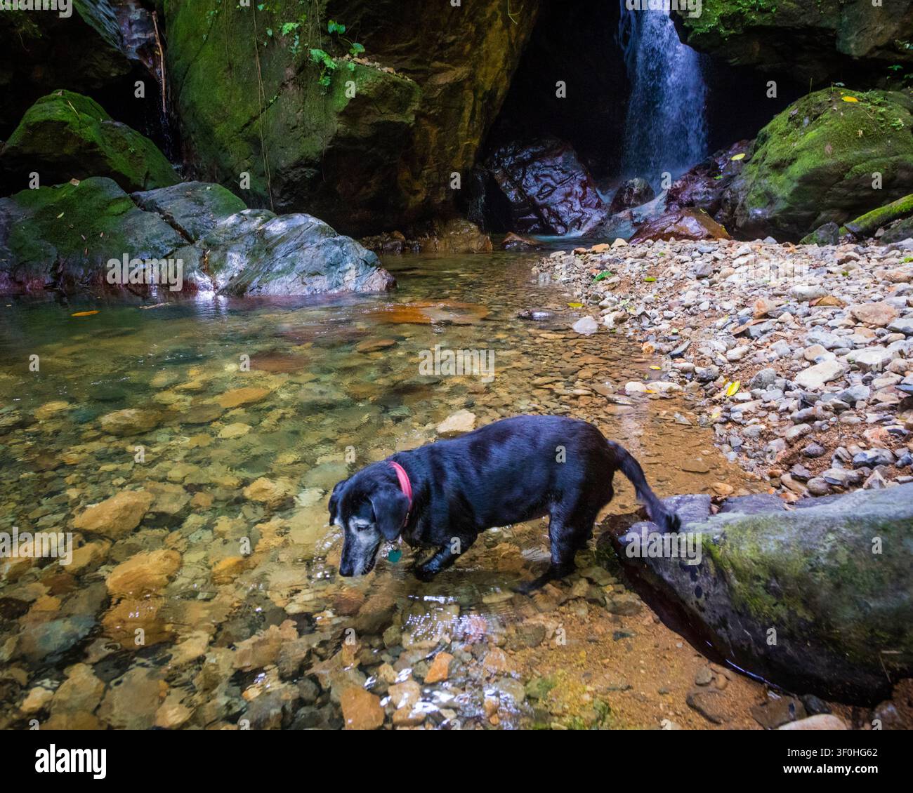 Un chien aux magnifiques chutes de Chorro las Yayas à El Barrigon, El Cope, province de Cocle, République du Panama, Amérique centrale. Banque D'Images