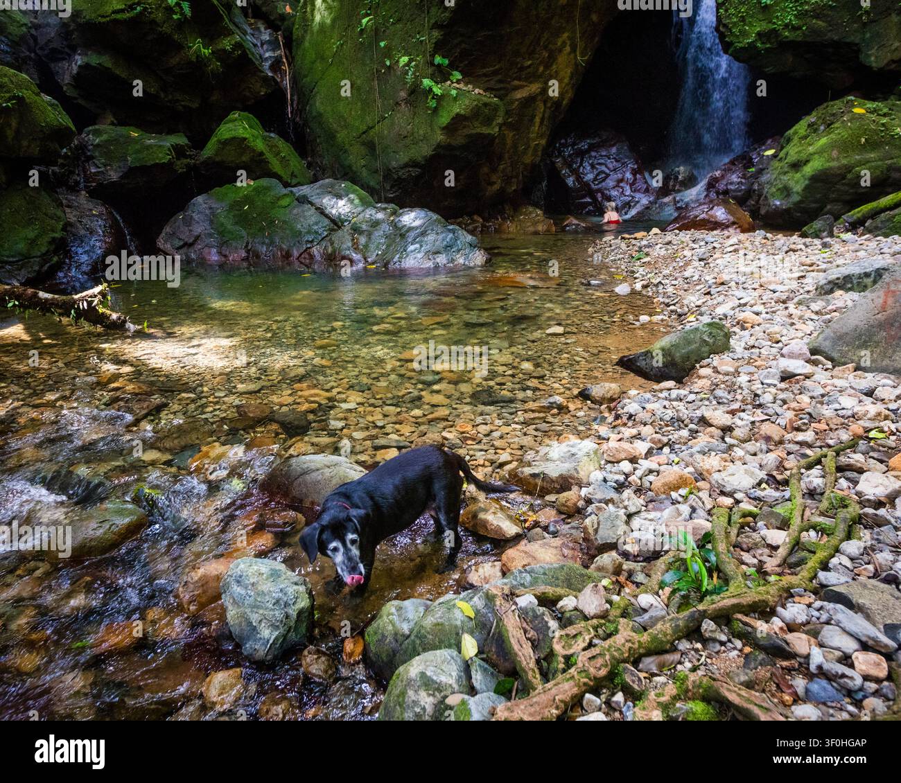 Un chien aux magnifiques chutes de Chorro las Yayas à El Barrigon, El Cope, province de Cocle, République du Panama, Amérique centrale. Banque D'Images